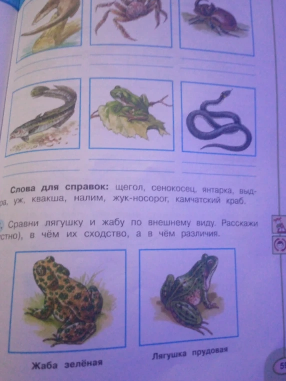 Сравни лягушку и жабу по внешнему виду. Расскажи, в чём их сходство, а в чём различия.