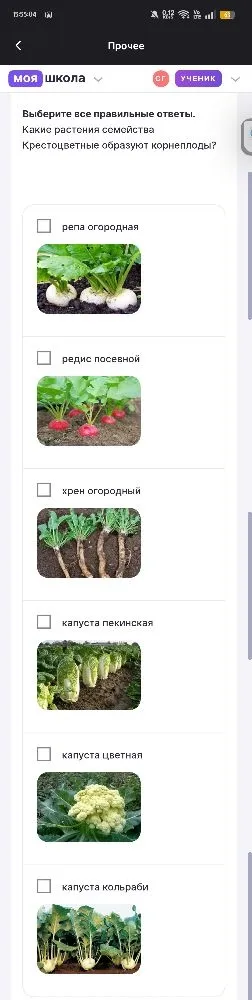 Выберите все правильные ответы. Какие растения семейства Крестоцветные образуют корнеплоды?