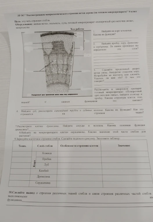 Найти чечевички на коре и определить их функцию