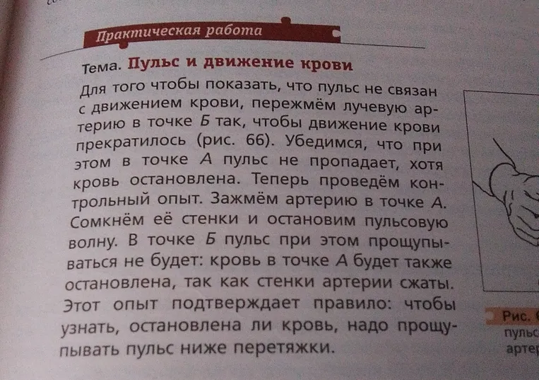 Прочитайте текст: Практическая работа Тема. Пульс и движение крови
