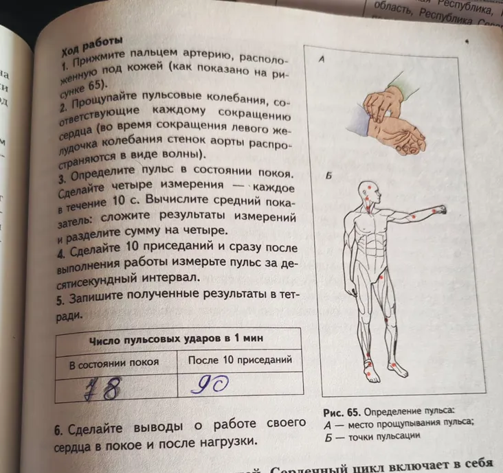 Прочитайте задание 1. Прижмите пальцем артерию, расположенную под кожей (как показано на рисунке 65).