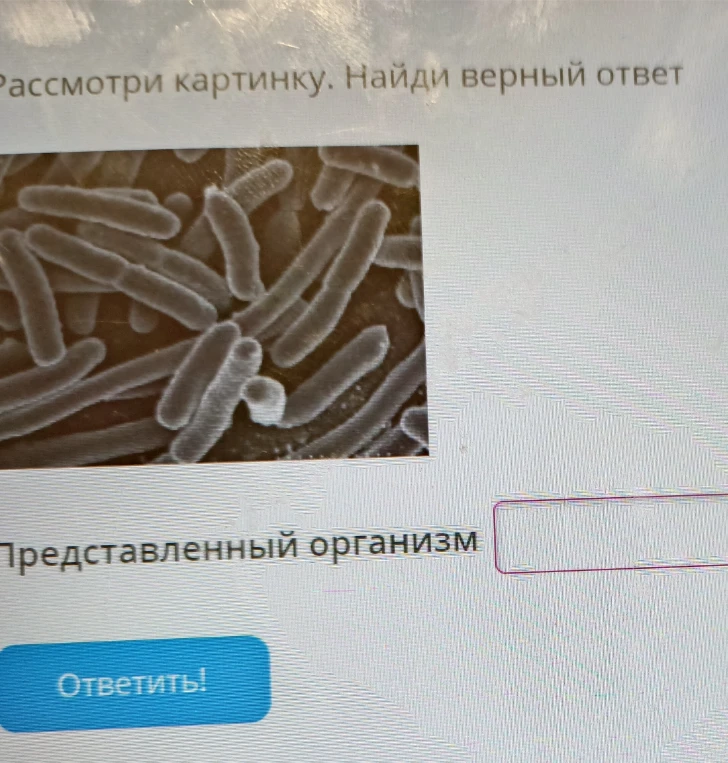Рассмотри картинку. Найди верный ответ. Представленный организм