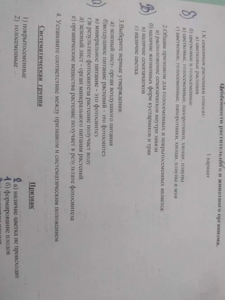 К семенным растениям относятся