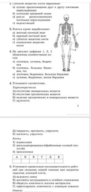 Губчатое вещество кости образовано