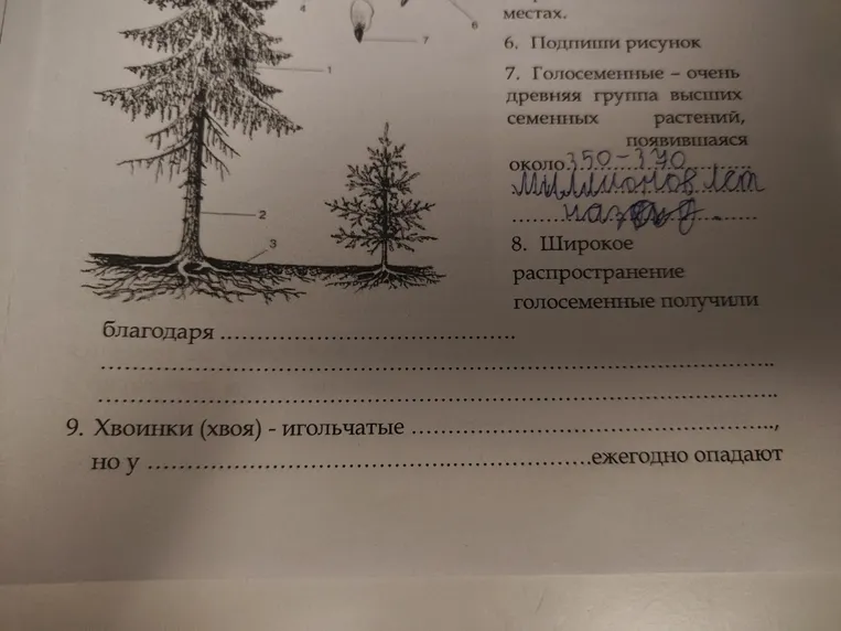 Дополните предложения про голосеменные растения и хвою.