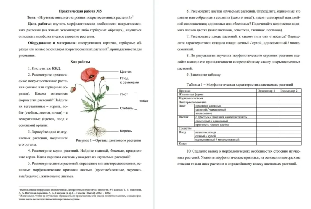 Заполните таблицу 1. Морфологическая характеристика цветковых растений для второго растения клевер.