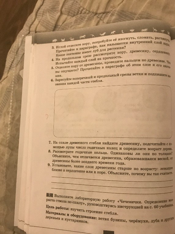 Ответьте на вопросы по строению стебля: