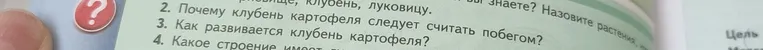 Почему клубень картофеля следует считать побегом?