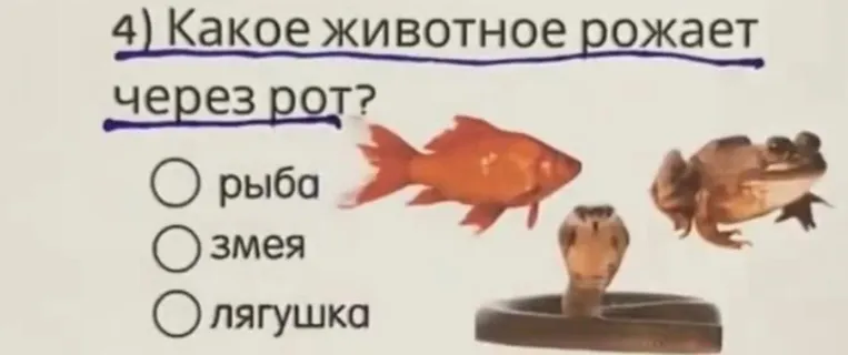 Какое животное рожает через рот?