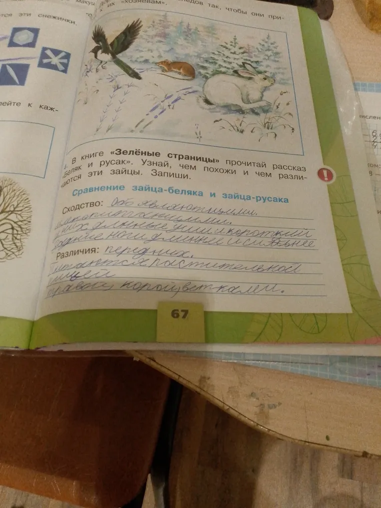 Сравнение зайца-беляка и зайца-русака. Узнай, чем похожи и чем различаются эти зайцы. Запиши.