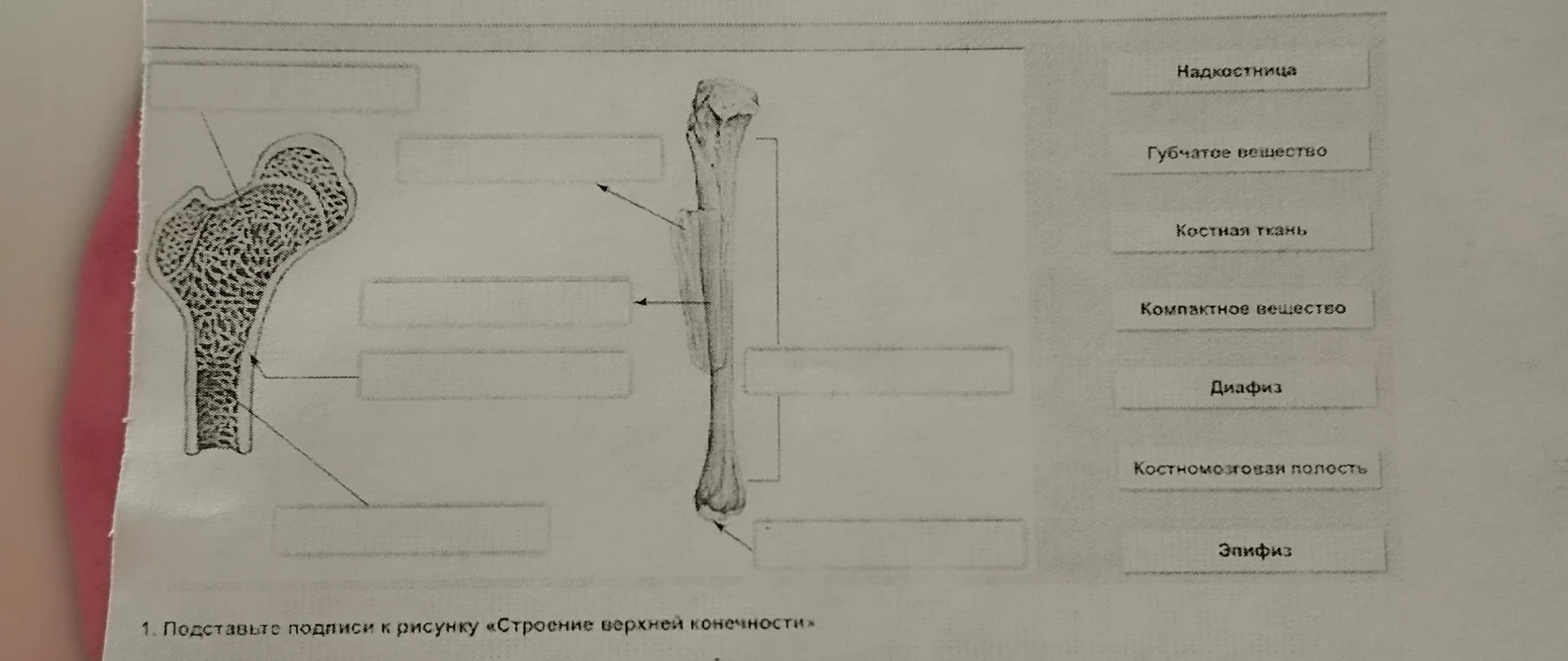 Подставьте подписи к рисунку «Строение верхней конечности»