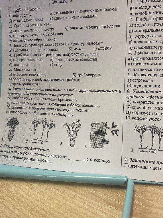 Решите задания теста по биологии про грибы: питание, строение мукора, микориза, установление соответствия по рисункам.