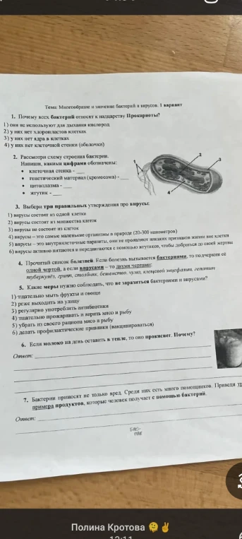 Тема: Многообразие и значение бактерий и вирусов. 1 вариант. Почему всех бактерий относят к надцарству Прокариоты?