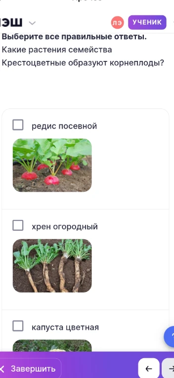 Какие растения семейства Крестоцветные образуют корнеплоды?