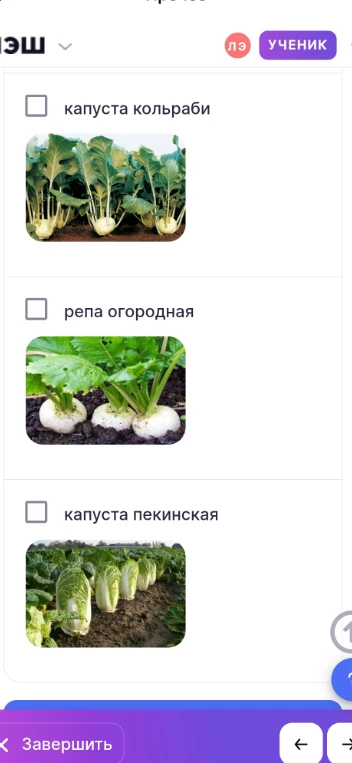 Соотнесите названия растений с их изображениями: капуста кольраби, репа огородная, капуста пекинская.