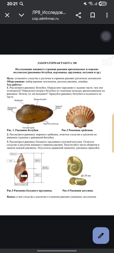 Исследование внешнего строения раковин пресноводных и морских моллюсков (раковины беззубки, перловицы, прудовика, катушки и др.)