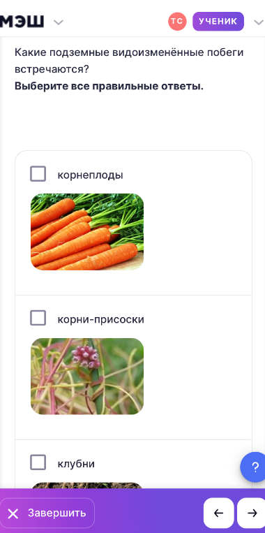 Какие подземные видоизменённые побеги встречаются? Выберите все правильные ответы.