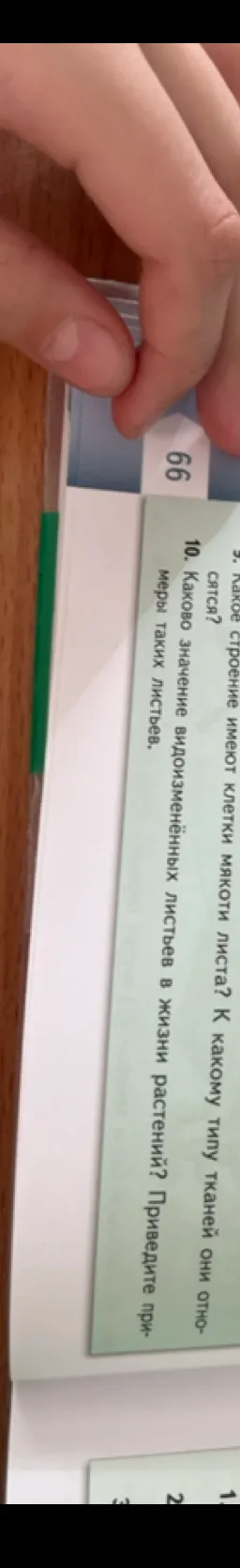 Какое строение имеют клетки мякоти листа? К какому типу тканей они относятся? Каково значение видоизменённых листьев в жизни растений? Приведите примеры таких листьев.