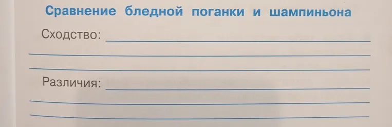 Сравнение бледной поганки и шампиньона