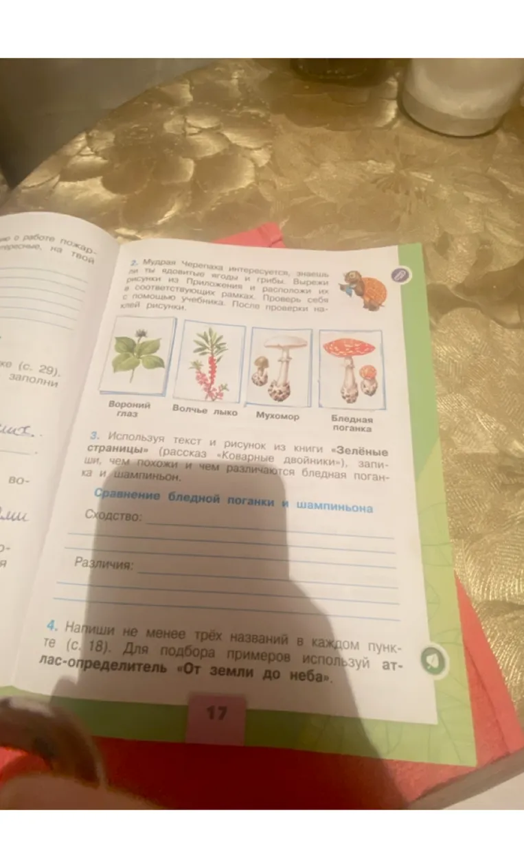 Сравнение бледной поганки и шампиньона: сходства и различия