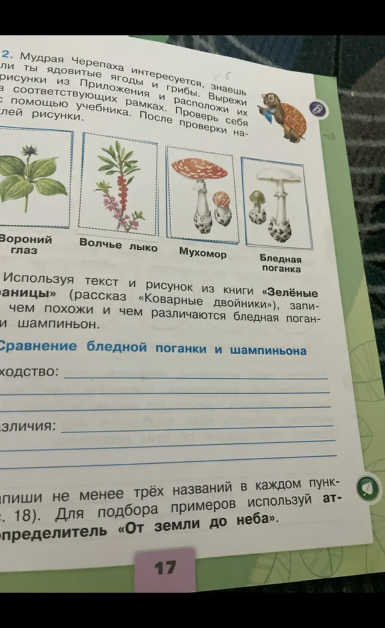 Сравнение бледной поганки и шампиньона: чем похожи и чем различаются.