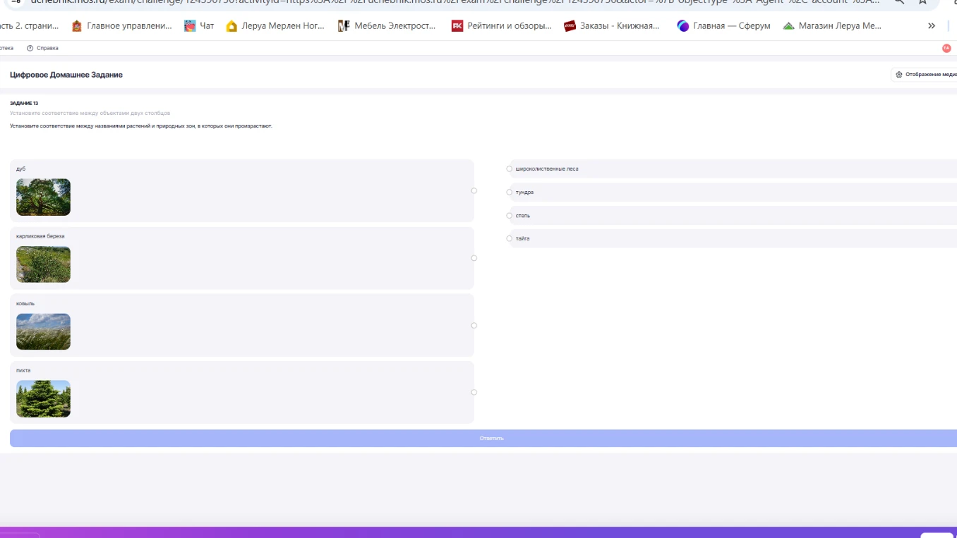 Установите соответствие между названиями растений и природных зон, в которых они произрастают: дуб, карликовая береза, ковыль, пихта.