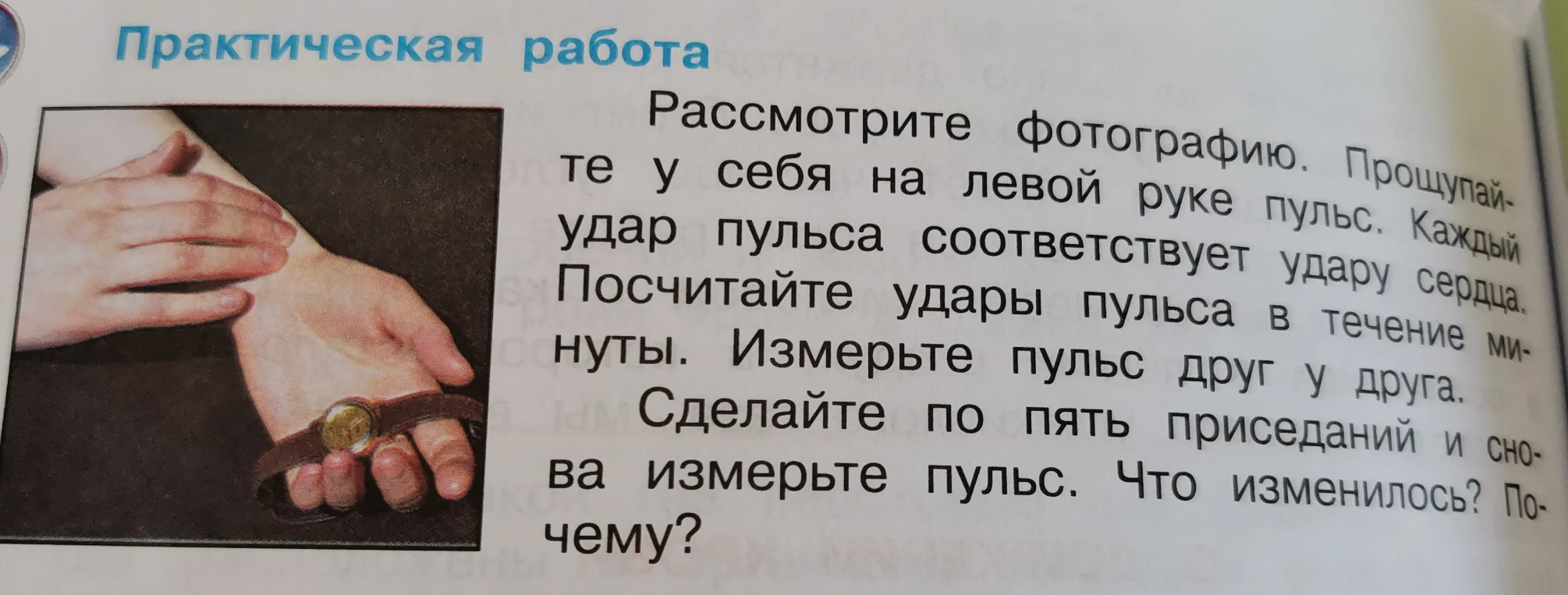 Рассмотрите фотографию. Прощупайте у себя на левой руке пульс. Сделайте по пять приседаний и снова измерьте пульс. Что изменилось? Почему?