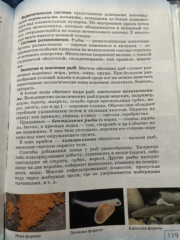 Выделительная система представлена длинными лентовидными первичными почками, лежащими по бокам позвоночника над плавательным пузырем.