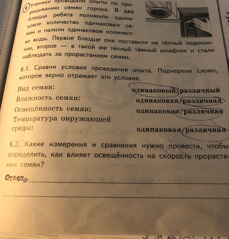 Сравни условия проведения опыта по проращиванию семян гороха и определи, какие измерения нужны для выявления влияния освещённости.