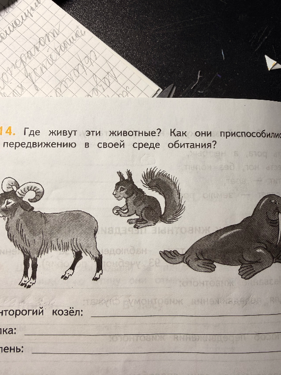 Где живут эти животные? Как они приспособились к передвижению в своей среде обитания?