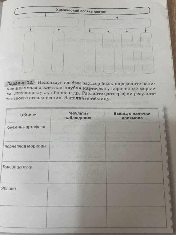 Используя слабый раствор йода, определите наличие крахмала в клетках клубня картофеля, корнеплоде моркови, луковице лука, яблоке и др. Заполните таблицу.