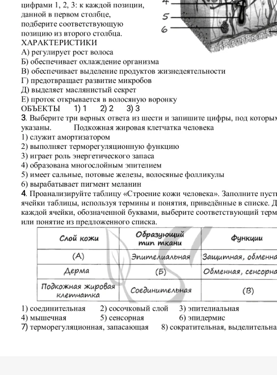 Выберите три верных ответа из шести: Подкожная жировая клетчатка человека. Проанализируйте таблицу «Строение кожи человека».