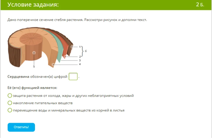 Дано поперечное сечение стебля растения. Рассмотри рисунок и дополни текст. Сердцевина обозначена цифрой...