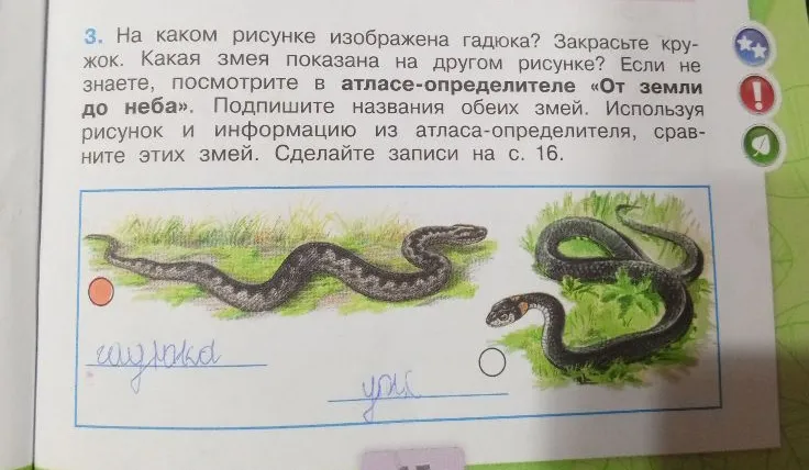 На каком рисунке изображена гадюка? Какая змея показана на другом рисунке? Сравните этих змей.