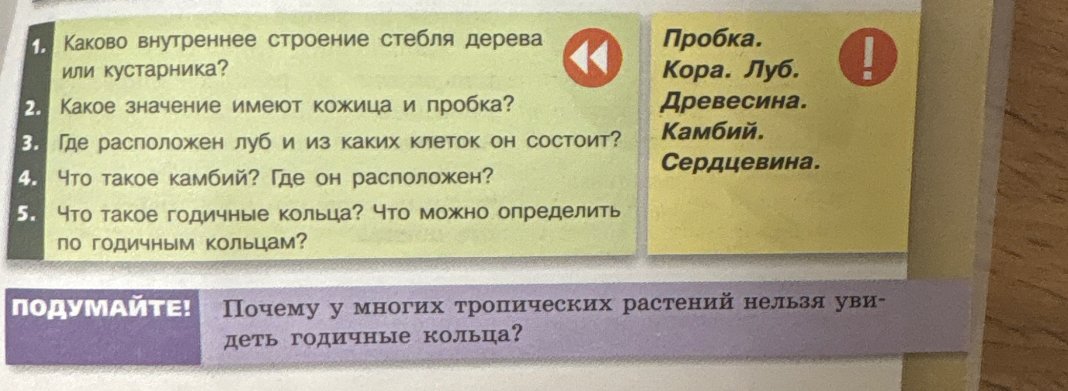 Каково внутреннее строение стебля дерева или кустарника?