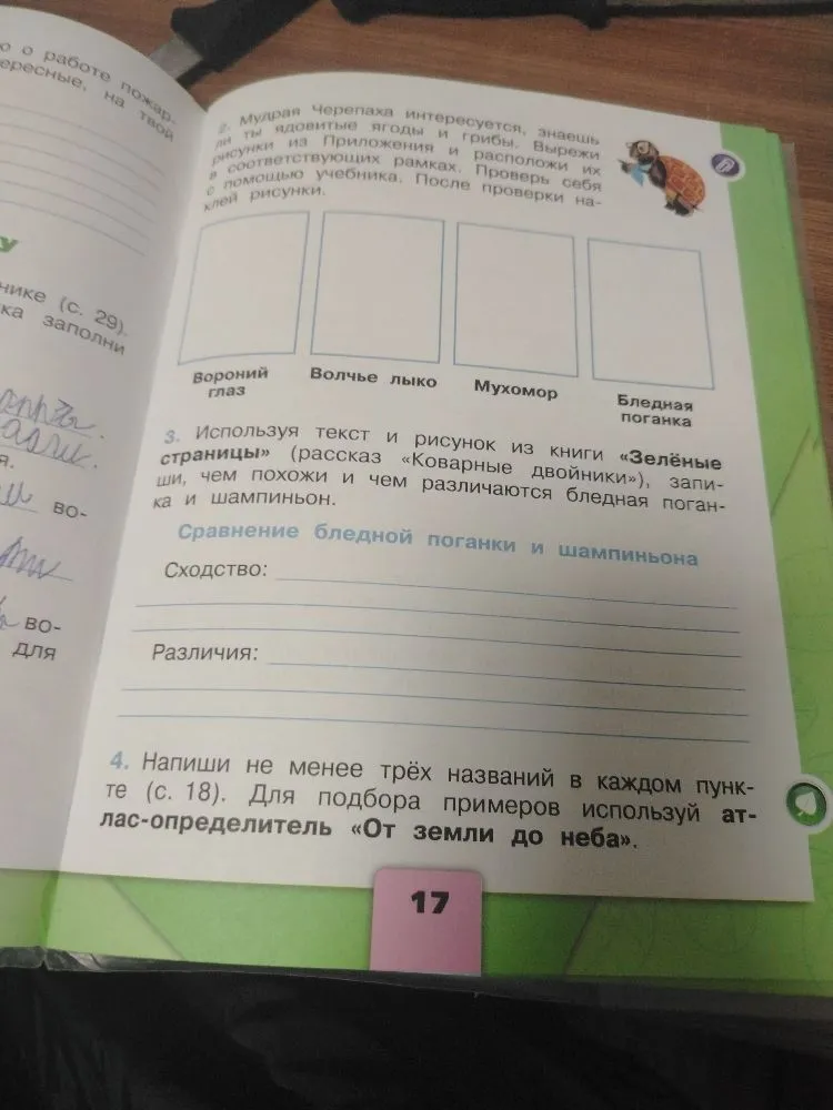 Сравнение бледной поганки и шампиньона: сходство и различия.
