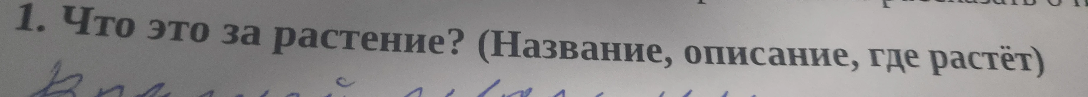 Что это за растение? (Название, описание, где растёт) волчий глаз