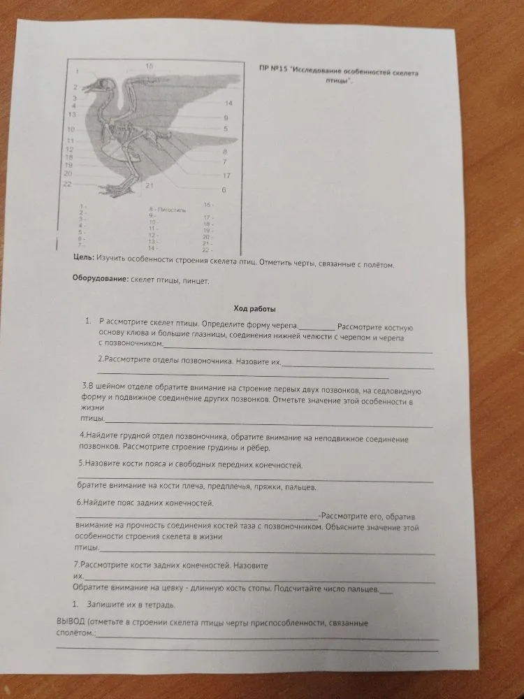 ПР №15 'Исследование особенностей скелета птицы'. Цель: Изучить особенности строения скелета птиц. Отметить черты, связанные с полётом.
