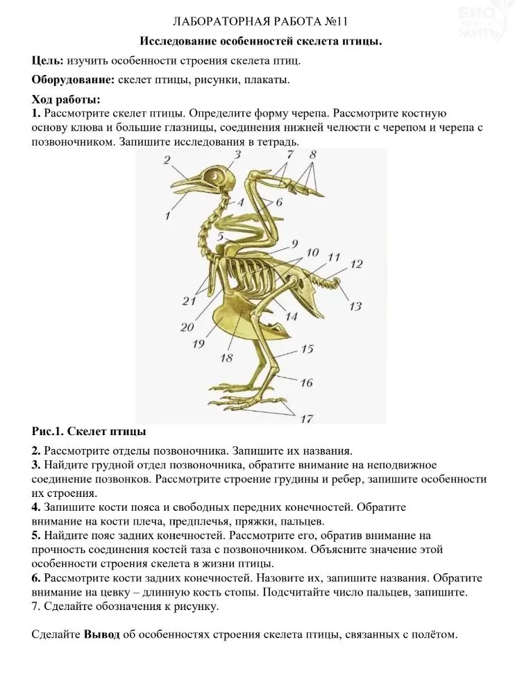 Исследование особенностей строения скелета птицы.