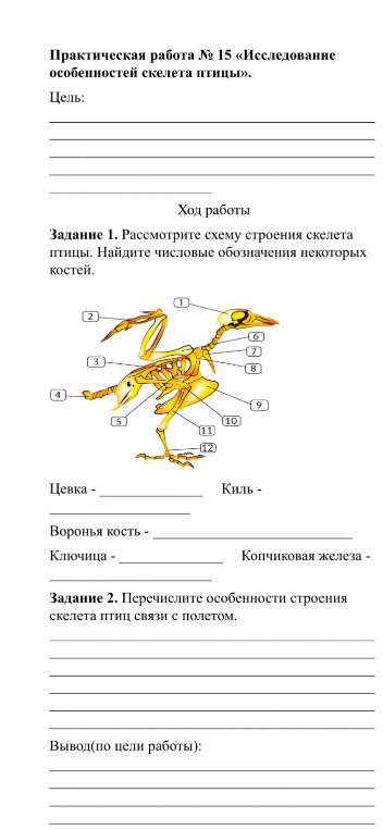 Практическая работа № 15 «Исследование особенностей скелета птицы». Задание 1. Рассмотрите схему строения скелета птицы. Найдите числовые обозначения некоторых костей. Задание 2. Перечислите особенности строения скелета птиц связи с полетом.