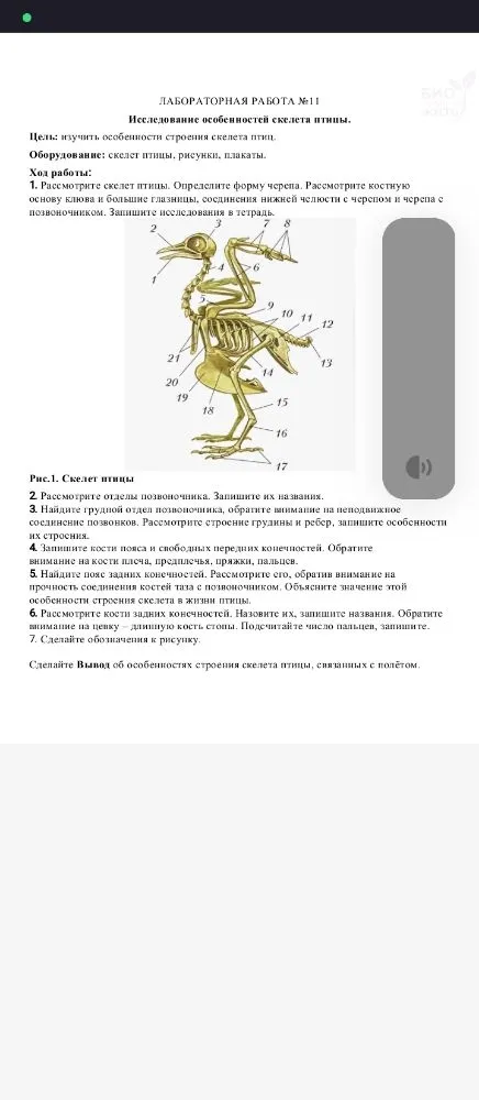 ЛАБОРАТОРНАЯ РАБОТА №11 Исследование особенностей скелета птицы. Цель: изучить особенности строения скелета птиц.