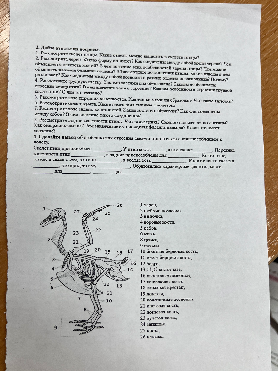 2. Дайте ответы на вопросы. 1. Рассмотрите скелет птицы. Какие отделы можно выделить в скелете птицы?