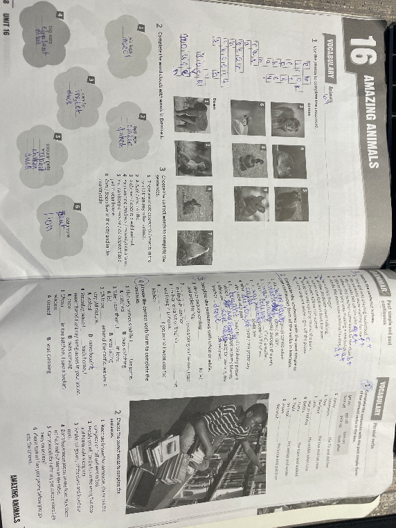 Выполните задания 1, 2 и 3 в разделе Vocabulary (названия животных), задания 1, 2 и 3 в разделе Grammar (Past Simple и Past Continuous) и задание 1 в разделе Phrasal verbs.