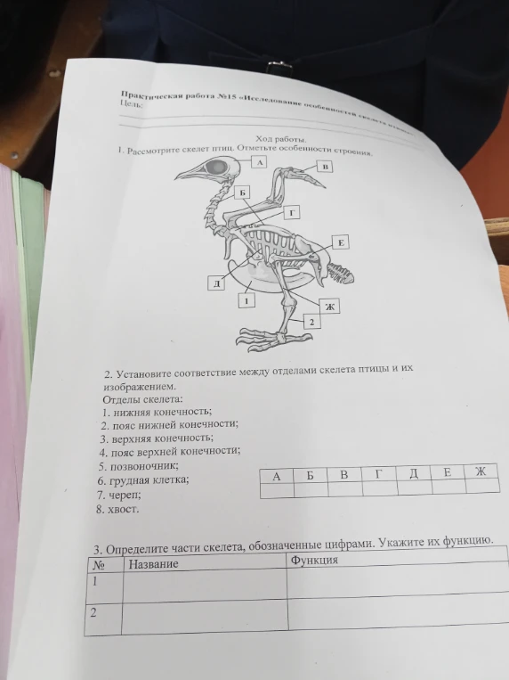 Установите соответствие между отделами скелета птицы и их изображением. Определите части скелета, обозначенные цифрами. Укажите их функцию.