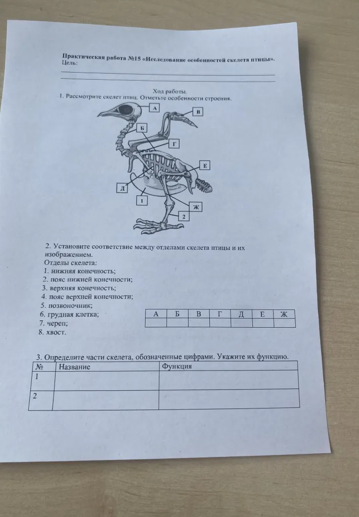 Практическая работа №15 «Исследование особенностей скелета птицы». Установите соответствие между отделами скелета птицы и их изображением. Определите части скелета, обозначенные цифрами. Укажите их функцию.