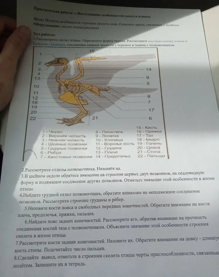 Практическая работа: «Исследование особенностей скелета птиц». Цель: Изучить особенности строения скелета птиц. Отметить черты, связанные с полётом.