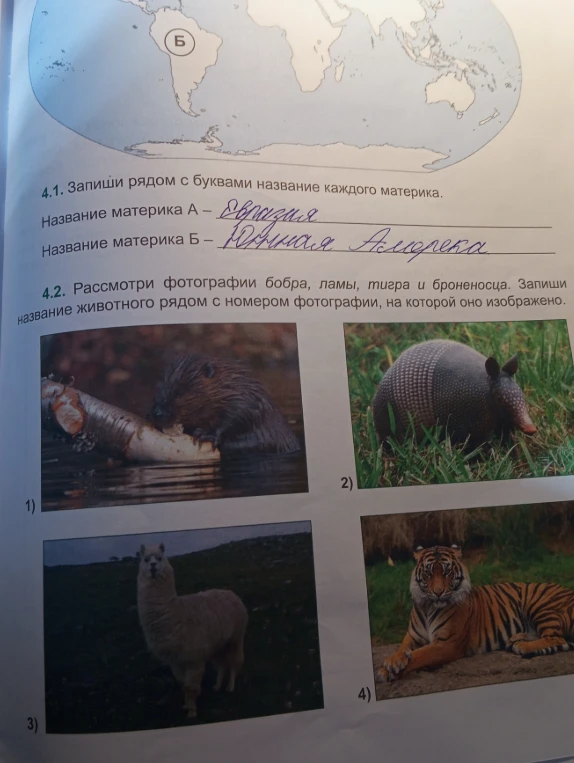 Запиши рядом с буквами название каждого материка. Рассмотри фотографии бобра, ламы, тигра и броненосца. Запиши название животного рядом с номером фотографии.