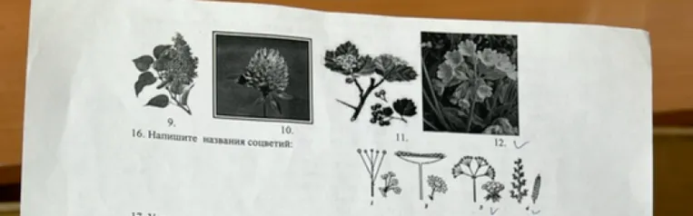 Напишите названия соцветий