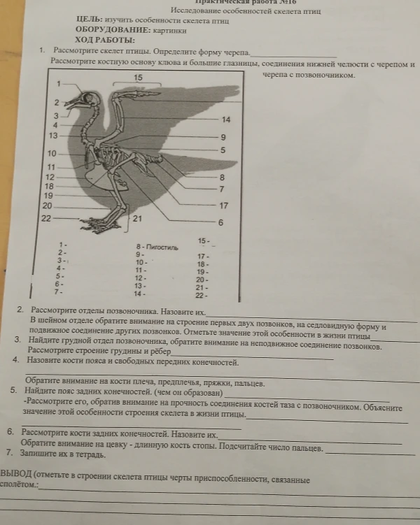 Исследование особенностей скелета птиц. Рассмотрите скелет птицы. Определите форму черепа.