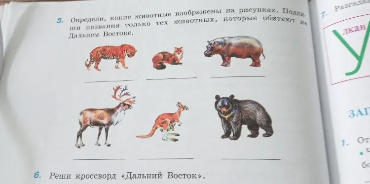 Определи, какие животные изображены на рисунках. Подпиши названия только тех животных, которые обитают на Дальнем Востоке.